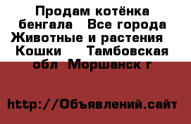 Продам котёнка бенгала - Все города Животные и растения » Кошки   . Тамбовская обл.,Моршанск г.